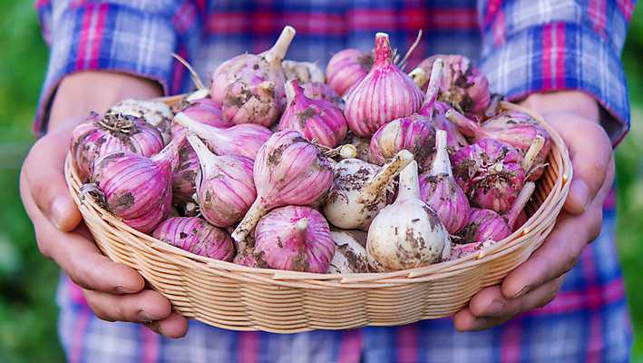 포토 JPG 해외이미지 식물 전통 손 음식 백그라운드 농업 채소 재료 전구 자연 건강 마늘 요리 사람 사람없음 목재 초록색 농장 수확 흰색 신선 잡기 양념 조미료 바이러스 맛 농부 다발 먹기 허브 향신료 오브젝트 유기농 매움 날것 향 내추럴 고립 숙성 채식주의자 해외202309 해외포토 나무 직업 웰빙 산업 컬러 컨셉 모션 신체부위 생태계 채식 향미료 파일형식