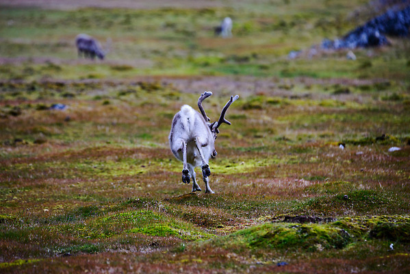 포토 JPG 해외이미지 동물 야생동물 여행 백그라운드 겨울 포유류 자연 사슴 뿔 노르웨이 핀란드 사람없음 야외 파란색 흰색 북극 북쪽 알래스카 내추럴 그린란드 순록 스칸디나비아 해외202309 해외포토 계절 유럽 컬러 섬 북유럽 덴마크 미국 극지방 방향 생태계 파일형식