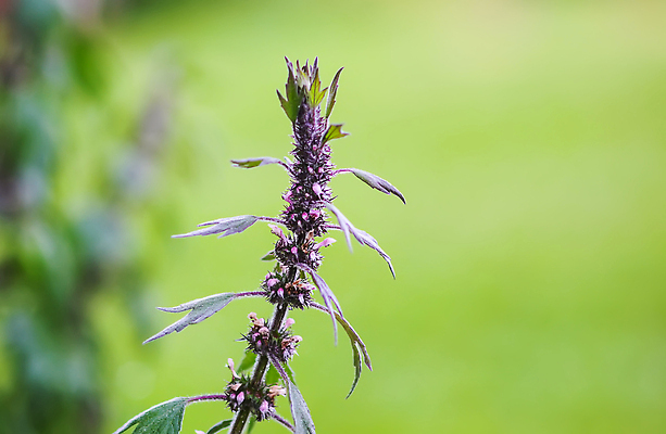 포토 JPG 해외이미지 식물 꽃잎 꽃 분홍색 백그라운드 잎 꽃무늬 자연 건강 사람없음 야외 치료 초록색 뷰티 약 환경 정원 보라색 봄 성장 벚꽃 약재 신선 약초 약국 허브 내추럴 해외202309 해외포토 계절 컬러 무늬 의학 풀_식물 생태계 파일형식