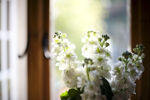 포토 JPG 해외이미지 꽃잎 꽃 잎 꽃무늬 사람없음 흰색 주식 해외202309 해외포토 식물 컬러 무늬 금융 파일형식