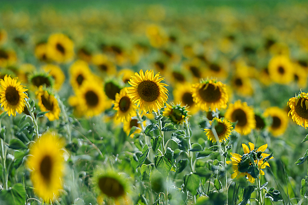 포토 JPG 해외이미지 식물 계절 꽃잎 꽃 화분 줄기 백그라운드 잎 꽃무늬 농업 오렌지 자연 아침 추상 해바라기 씨앗 사람없음 야외 초록색 햇빛 태양 뷰티 농장 노란색 일출 환경 정원 활발 성장 벚꽃 시골 신선 개화 소프트포커스 그늘 수집 질감 꽃가루 내추럴 밭일 작살 해외202309 해외포토 주간 자연요소 산업 컬러 컨셉 무늬 과일 촬영기법 노을 가루 생태계 파일형식