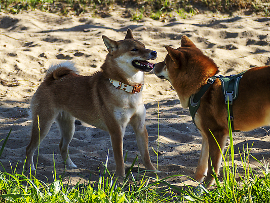 포토 JPG 해외이미지 동물 공원 행복 백그라운드 밭 포유류 자연 잔디 사람없음 야외 초록색 반려동물 뷰티 갈색 일본 점프 검은색 봄 개 강아지 작음 나무껍질 솜털 양모 기르기 많음 해외202309 해외포토 나무 식물 계절 공공시설 감정 아시아 컬러 컨셉 농업 모션 껍질 직물 크기 생태계 돌봄 파일형식