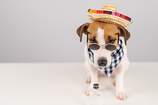 포토 JPG 해외이미지 사람없음 반려동물 선글라스 개 강아지 솜브레로 잭러셀테리어 해외202309 해외포토 동물 모자_잡화 안경 포유류 전통의상 테리어 파일형식