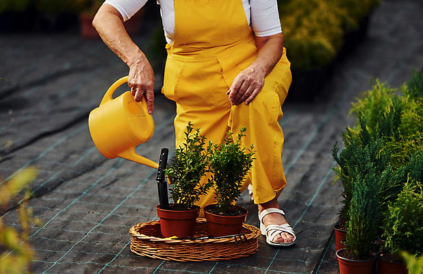 포토 JPG 해외이미지 백인 여자 노년 행복 화분 한명 취미 야외 앞모습 실버라이프 정원 봄 물뿌리개 하반신 무릎꿇기 물주기 원예 원예식물 원예용품 노인여자한명만 해외202309 해외포토 서양인 식물 1 라이프스타일 계절 감정 뷰포인트 생활용품 모션 사람 성인 여자한명만 노인여자만 파일형식