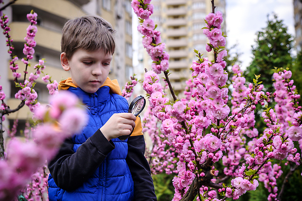 포토 JPG 해외이미지 나무 식물 손 응시 공원 교육 남자 꽃 행복 얼굴 어린이 나비 컨셉 학교 자연 유리 돋보기 주택 실험 사랑 한명 사람 소년 취미 야외 학습 환경 정원 봄 탐험 벚꽃 잡기 체리 확대 손목시계 탐사 발견 해외202309 해외포토 1 시선 계절 공공시설 감정 시계 곤충 과일 장신구 모션 재질 건물 신체부위 생태계 파일형식