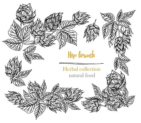 EPS 해외이미지 식물 손 디자인 꽃 선 음식 백그라운드 잎 일러스트 자연 잉크 프레임 맥주 통 요리 그래픽 세트 검은색 화환 수확 나뭇가지 양념 그리기 낙서 스케치 밀 수집 허브 그림 복고 윤곽 향 판화 내추럴 고립 양조장 엘리먼트 벡터 국경 해외202309 해외일러스트 나무 컬러 농업 모션 곡류 주류 미술 신체부위 생태계 파일형식