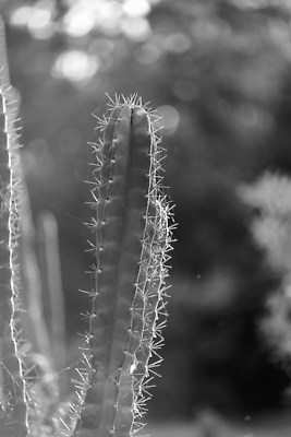 포토 JPG 해외이미지 모양 식물 줄기 자연 선인장 사람없음 장식 세로 초록색 정원 성장 나뭇가지 못 가시 내추럴 다육식물 영원 흥미 해외202309 해외포토 나무 컬러 컨셉 공구 생태계 파일형식