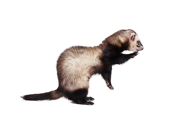 포토 JPG 해외이미지 동물 척추동물 시선 여자 남자 포즈 장난 포유류 놀이 친절 생물 털 실내 앉기 사람없음 반려동물 갈색 분노 흰색 표현 작음 샴페인 모피 경계 슛 육식동물 사냥꾼 솜털 경보 고립 기르기 해외202309 해외포토 직업 감정 컬러 모션 주류 사람 내부 크기 돌봄 파일형식