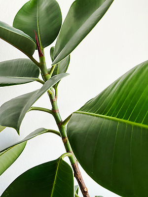 포토 JPG 해외이미지 나무 식물 디자인 꽃 음식 줄기 백그라운드 잎 일러스트 자연 사람없음 초록색 정원 봄 성장 흰색 나뭇가지 신선 유기농 질감 내추럴 고립 엘리먼트 해외202309 해외일러스트 웰빙 계절 컬러 생태계 파일형식