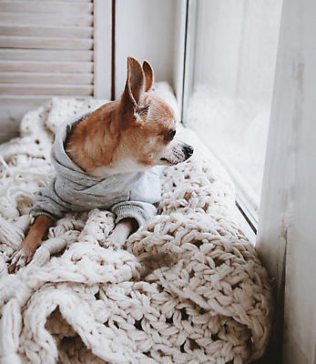 포토 JPG 해외이미지 동물 1 백그라운드 포유류 생물 앉기 사람없음 반려동물 컬러풀 장난감 뷰티 갈색 귀여움 고통 회색 개 달콤 질병 작음 호기심 싱글 부드러움 치와와 길이 송곳니 기르기 순혈 해외202309 해외포토 감정 컬러 컨셉 의학 모션 감각 맛 치아 크기 돌봄 파일형식