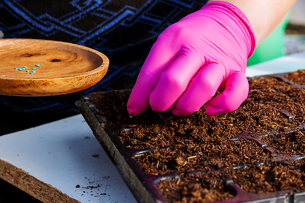 포토 JPG 해외이미지 식물 손 계절 지구 컨셉 농업 채소 손가락 자연 주택 관리 씨앗 사람 사람없음 초록색 농장 농경지 정원 흙 봄 성장 업무 냄비 농부 작음 플라스틱 뿌리기 준비 에코 유기농 원예 먼지 내추럴 돌봄 땅바닥 모종 묘목 밭일 심기 원예사 파종 세련 해외202309 해외포토 나무 직업 웰빙 산업 컬러 모션 재질 바닥 취미 건물 신체부위 환경 농사 작업 솥 크기 생태계 파일형식