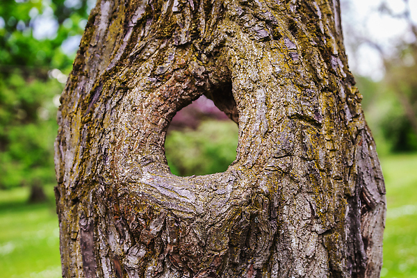 포토 JPG 해외이미지 나무 식물 계절 공원 꽃 컬러 백그라운드 잎 꽃무늬 자연 사람 사람없음 야외 장식 초록색 뷰티 노란색 정원 봄 놀이방 성장 벚꽃 업무 개화 배열 원예 식물원 조경 내추럴 벨로루시 심기 온실 해외202309 해외포토 공공시설 무늬 모션 취미 작업 생태계 파일형식