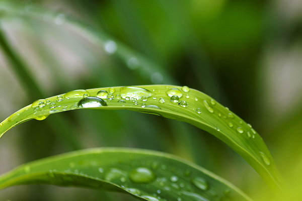 포토 JPG 해외이미지 식물 디자인 백그라운드 컨셉 잎 자연 아침 날씨 추상 건강 사람없음 야외 초록색 물 햇빛 뷰티 반사 환경 정원 스파 봄 거품 젖음 성장 흰색 물방울 신선 원형 액체 떨어짐 이슬 빗방울 허브 대나무 순수 명상 여의주 해외202309 해외포토 주간 자연요소 도형 나무 계절 컬러 무늬 태양 비_날씨 생태계 파일형식