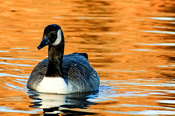 포토 JPG 해외이미지 동물 공원 호수 물결 야생동물 백그라운드 자연 조류 발렌타인데이 사랑 사람없음 야외 물 빛 강 뷰티 반사 갈색 평화 귀여움 수영 침묵 거울 흰색 연못 황무지 우아함 심볼 순수 깃털 부리 백조 장면 목 거위 단아함 해외202309 해외포토 자연요소 공공시설 감정 컬러 컨셉 데이이벤트 신체부위 소리 수상스포츠 생태계 파일형식