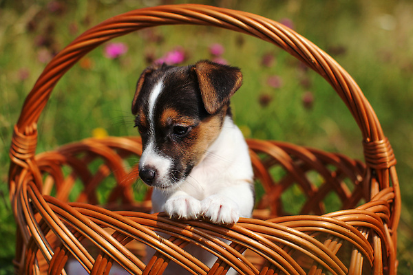 포토 JPG 해외이미지 동물 손 응시 꽃 가족 자연 놀이 앉기 잔디 사람없음 야외 초록색 반려동물 태양 뷰티 바구니 정원 봄 우정 아기 개 달콤 강아지 작음 테리어 래브라도리트리버 잭 송곳니 거짓말 기르기 유래 순혈 해외202309 해외포토 자연요소 식물 시선 계절 컬러 포유류 관계 모션 사람 신체부위 친구 리트리버 맛 치아 크기 생태계 돌봄 파일형식