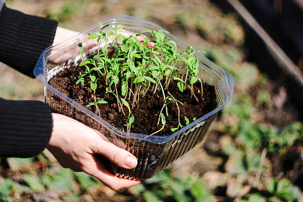 포토 JPG 해외이미지 식물 손 음식 백그라운드 농업 토마토 채소 자연 노동자 사람없음 초록색 농작물 농장 농경지 새싹 환경 정원 흙 봄 성장 시골 신선 농부 땅 유기농 원예 건강식 땅바닥 모종 온실 세련 해외202309 해외포토 직업 웰빙 계절 산업 컬러 바닥 취미 신체부위 생태계 파일형식