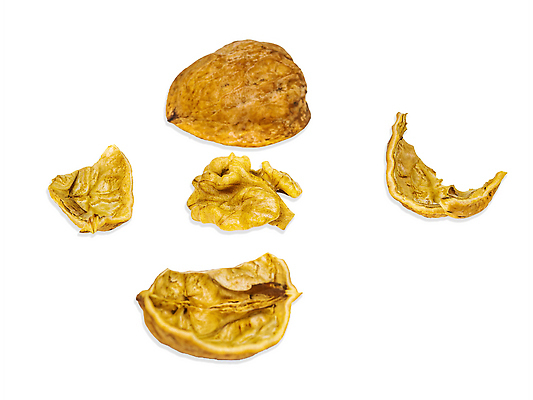 포토 JPG 해외이미지 계절 음식 백그라운드 2 다이어트 과일 재료 자연 건강 씨앗 사람없음 목재 뷰티 갈색 견과류 껍질 흰색 신선 오브젝트 유기농 알맹이 호두 다리찢기 내추럴 고립 깨짐 맛있는 혜택 해외202309 해외포토 나무 식물 웰빙 컬러 컨셉 모션 생태계 파일형식