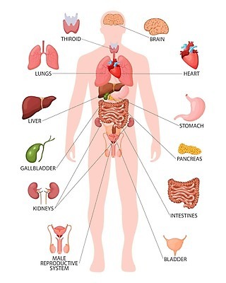 EPS 해외이미지 남자 실루엣 일러스트 사람없음 심장 신장 허파 치아 뇌 간 위장 방광 쓸개 췌장 남성생식기 신체해부도 해외202309 해외일러스트 해부 촬영기법 사람 소화기관 장기_의학 비뇨기관 호흡기관 파일형식 벡터