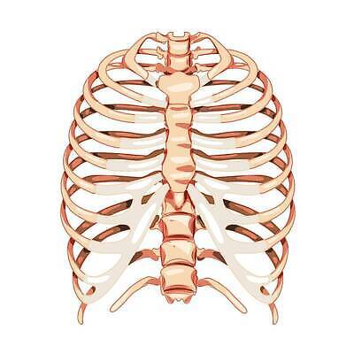 EPS 해외이미지 모델 디자인 과학 신체 일러스트 해부 뼈 골격 미술 사람 그래픽 약 3D 고통 할로윈 수확 구멍 인쇄 흉부 가슴 만화 스케치 척추 그림 복고 새장 시스템 팔 바비큐립 궤 돌봄 해골모형 벡터 현실 해외202309 해외일러스트 감정 농업 의학 모션 문화예술 신체부위 모형 호흡기관 바비큐 디지털합성 케이지 파일형식