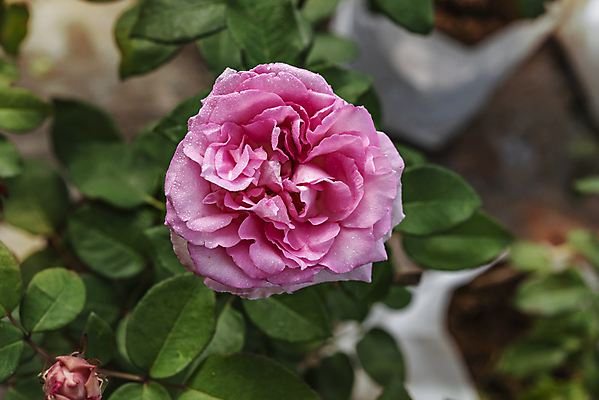 포토 JPG 해외이미지 식물 공원 꽃잎 꽃 줄기 분홍색 컬러 백그라운드 잎 꽃무늬 자연 아침 풍경 사람없음 야외 초록색 여름 컬러풀 뷰티 장미 머리 정원 봄 성장 벚꽃 시골 신선 개화 다발 허브 향수 원예 아로마 내추럴 해외202309 해외포토 주간 계절 공공시설 무늬 취미 신체부위 화장품 생태계 파일형식