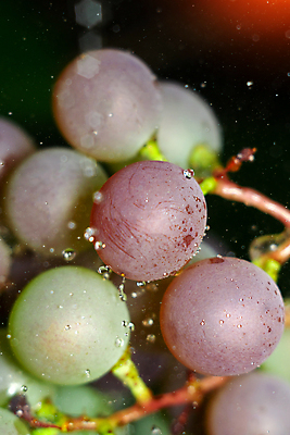포토 JPG 해외이미지 식물 계절 열매 산업 음식 백그라운드 밭 농업 과일 자연 포도 건강 사람없음 초록색 농장 와인 주스 수확 성장 시골 신선 달콤 유기농 포도밭 포도나무 내추럴 밭일 숙성 양조장 해외202309 해외포토 웰빙 음료 컬러 주류 맛 과일나무 생태계 파일형식