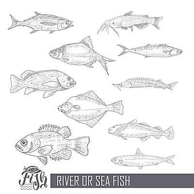 EPS 해외이미지 일러스트 종류 어류 사람없음 세트 다양 빈티지 라인아트 해산물 고등어 넙치 농어 메기 청어 철갑상어 해외202309 해외일러스트 선 다수 컨셉 수중동물 민물고기 파일형식 벡터