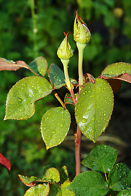 포토 JPG 해외이미지 식물 디자인 꽃 줄기 컬러 꽃다발 백그라운드 꽃무늬 패턴 자연 휴가 발렌타인데이 선물 사랑 사람없음 장식 빨간색 뷰티 장미 정원 벚꽃 오브젝트 싱글 해외202309 해외포토 감정 무늬 데이이벤트 생태계 파일형식