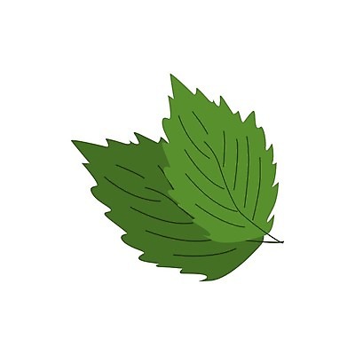 EPS 해외이미지 식물 디자인 음식 백그라운드 잎 꽃무늬 일러스트 재료 자연 양파 건강 요리 초록색 약 주방 식당 정원 카페 성장 흰색 나뭇가지 신선 바 고명 조미료 플랫 맛 민트 허브 향신료 메뉴 유기농 아로마 향 부추 고립 딜 엘리먼트 채식주의자 벡터 해외202309 해외일러스트 나무 웰빙 꽃 컬러 컨셉 무늬 채소 의학 상점 생태계 채식 향미료 파일형식