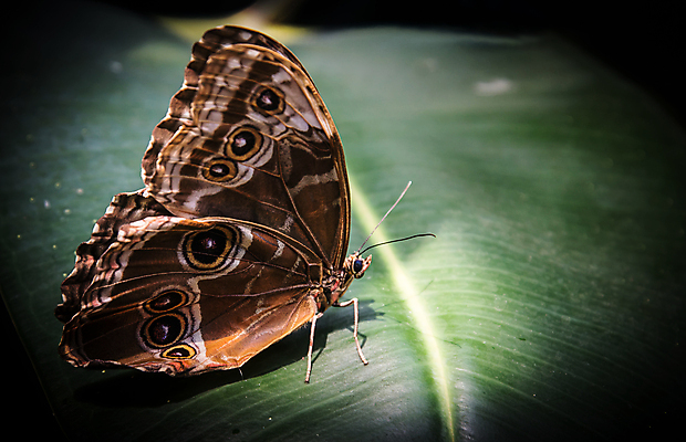 포토 JPG 해외이미지 야생동물 나비 곤충 잎 사람없음 벌레 나방 해외202309 해외포토 식물 동물 파일형식