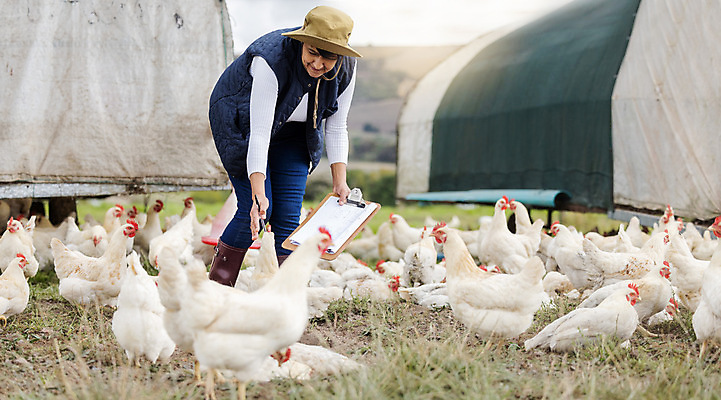 포토 JPG 해외이미지 주간 전신 라이프스타일 남자 여러마리 숙이기 한명 손짓 성인 야외 옆모습 농장 닭 축산업 농부 비닐하우스 전원생활 서류판 양계장 성인남자한명만 해외202309 해외포토 자연요소 직업 1 산업 뷰포인트 포즈 다수 농업 모션 조류 사람 생활 사무용품 남자한명만 성인남자만 파일형식