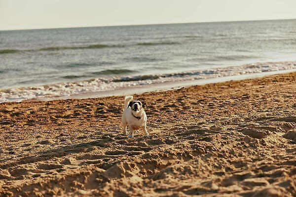 포토 JPG 해외이미지 동물 1 행복 모래 바다 포즈 2 장난 포유류 자연 놀이 그림자 앉기 사람없음 야외 파란색 반려동물 달리기 운동 점프 수영 기쁨 젖음 흰색 작업 개 강아지 작음 시원함 테리어 송곳니 유래 순혈 해외202309 해외포토 감정 컬러 모션 건강 수상스포츠 치아 크기 생태계 파일형식