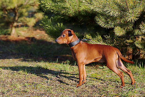 포토 JPG 해외이미지 동물 한마리 응시 행복 얼굴 새끼 장난 포유류 모션 자연 놀이 털 사람없음 초록색 반려동물 달리기 가축 소나무 개 강아지 작음 송곳니 기르기 카피스페이스 순혈 해외202309 해외포토 나무 1 시선 감정 컬러 신체부위 공백 치아 크기 생태계 돌봄 파일형식