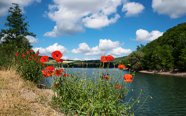 포토 JPG 해외이미지 나무 식물 구름 꽃 유럽 호수 여행 자연 하늘 독일 파노라마 풍경 사람없음 야외 물 여름 관광지 환경 생태계 양귀비 내추럴 해외202309 해외포토 자연요소 계절 나라 촬영기법 파일형식
