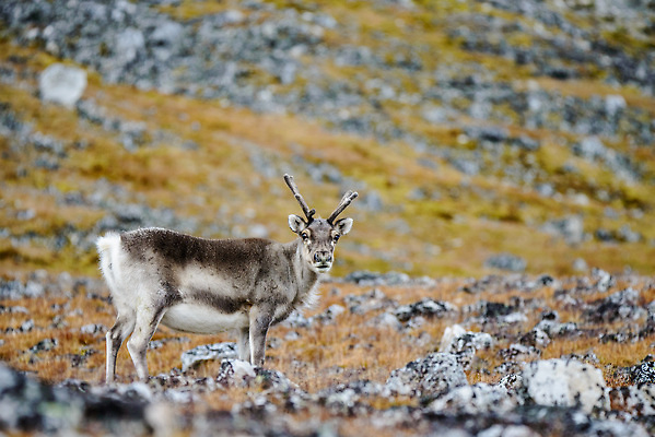 포토 JPG 해외이미지 동물 야생동물 여행 백그라운드 겨울 포유류 자연 사슴 뿔 노르웨이 핀란드 사람없음 야외 파란색 흰색 북극 북쪽 알래스카 내추럴 그린란드 순록 스칸디나비아 해외202309 해외포토 계절 유럽 컬러 섬 북유럽 덴마크 미국 극지방 방향 생태계 파일형식