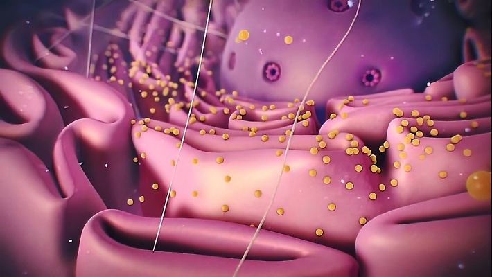 포토 JPG 해외이미지 동물 교육 벽 과학 십자가 신체 부분 해부 생물 세포 사람 사람없음 약 기구 아기 거친 조직 오르간 횡단보도 매끈함 생물학 미생물 염색체 단백질 유전 핵심 셀룰러 해외202309 해외포토 의학 감각 보행로 건반악기 생명공학 영양소 파일형식