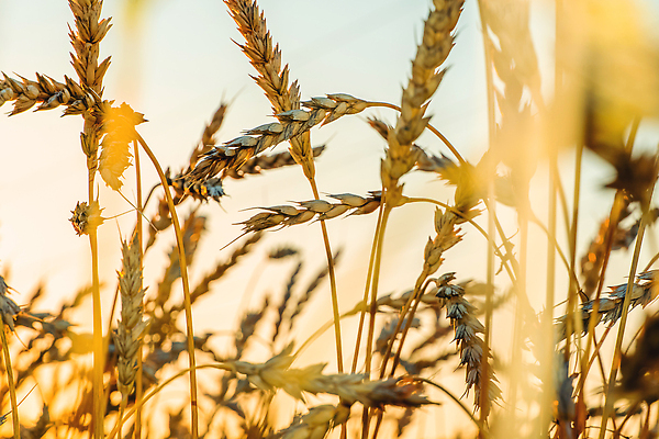 포토 JPG 해외이미지 식물 계절 밭 농업 아침 건강 옥수수 씨앗 사람없음 농작물 햇빛 태양 농장 농경지 일출 농사 목장 모임 수확 농촌 시골 농부 낟알 땅 밀 보리 밀가루 밭일 숙성 호밀 세련 귀리 해외202309 해외포토 주간 자연요소 직업 산업 곡류 노을 가루 파일형식