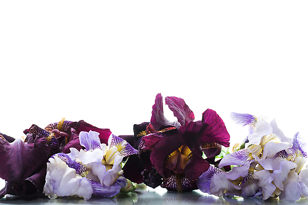 포토 JPG 해외이미지 식물 계절 꽃 컬러 백그라운드 꽃무늬 패턴 텍스트 자연 탁자 휴가 기념 발렌타인데이 선물 사랑 사람없음 장식 여름 파란색 빛 뷰티 우주 정원 보라색 봄 수확 벚꽃 흰색 시골 축하 신선 생일 개화 다발 엽서 붓꽃 내추럴 고립 국경 해외202309 해외포토 기념일 감정 가구 컨셉 무늬 농업 데이이벤트 편지 생태계 파일형식