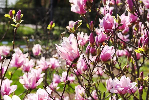 포토 JPG 해외이미지 나무 식물 공원 꽃잎 꽃 분홍색 컬러 백그라운드 잎 꽃무늬 패턴 자연 사람없음 빨간색 초록색 컬러풀 뷰티 정원 보라색 봄 활발 벚꽃 흰색 나뭇가지 신선 개화 그룹 숲 진달래 원예 질감 상록수 내추럴 생태학 영원 해외202309 해외포토 계절 공공시설 교육 컨셉 무늬 취미 생태계 파일형식