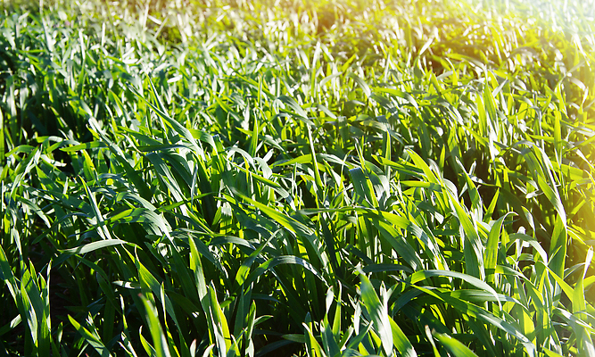 포토 JPG 해외이미지 구름 디자인 계절 컬러 여행 백그라운드 잎 밭 농업 자연 하늘 날씨 풍경 사람없음 야외 초록색 여름 컬러풀 세계 햇빛 뷰티 일출 맑음 봄 성장 가을 전원 신선 보호 숲 땅 에코 질감 내추럴 해외202309 해외포토 자연요소 식물 산업 컨셉 태양 노을 환경 전기에너지 생태계 파일형식