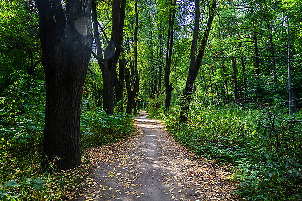 포토 JPG 해외이미지 나무 식물 공원 도로 길 컬러 여행 백그라운드 잎 벤치 건축양식 자연 하늘 휴식 거리 사람 풍경 잔디 사람없음 야외 건물 초록색 여름 파란색 빛 도시풍경 뷰티 환경 정원 맑음 봄 산책 도시 숲 오솔길 러시아 타운 일반 내추럴 랜드마크 방법 해외202309 해외포토 건축물 계절 공공시설 건축 유럽 컨셉 의자 교통시설 날씨 생태계 파일형식