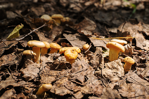 포토 JPG 해외이미지 나무 식물 계절 공원 음식 컬러 잎 오렌지 자연 아침 사람없음 야외 목재 컬러풀 햇빛 태양 뷰티 갈색 노란색 버섯 시골 숲 유기농 질감 날것 내추럴 곰팡이 삼림지대 식용 해외202309 해외포토 주간 자연요소 웰빙 공공시설 과일 재료 생태계 파일형식