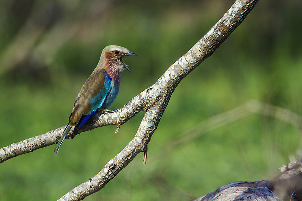 포토 JPG 해외이미지 동물 야생동물 아프리카 자연 조류 국립공원 사람없음 가로 보호 사파리 롤러 남아프리카 보호구역 크루거 해외202309 해외포토 공원 나라 컨셉 생태계 남아프리카공화국 구역 파일형식