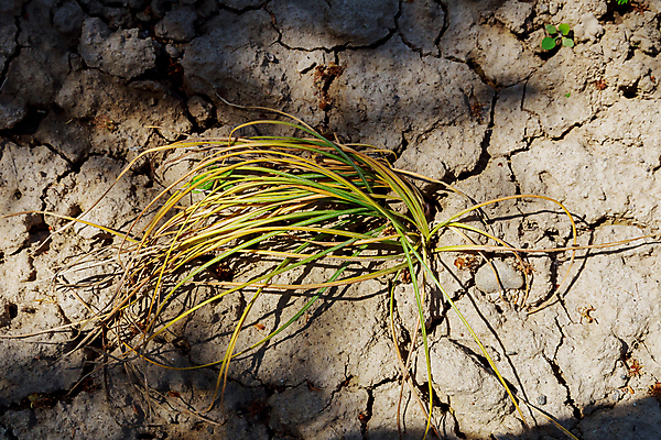 포토 JPG 해외이미지 식물 꽃 잎 밭 농업 건조 사람없음 노란색 흙 개화 향신료 시들음 내추럴 땅바닥 밭일 사프란 그리너리 해외202309 해외포토 산업 컬러 바닥 향미료 파일형식 트랜드컬러