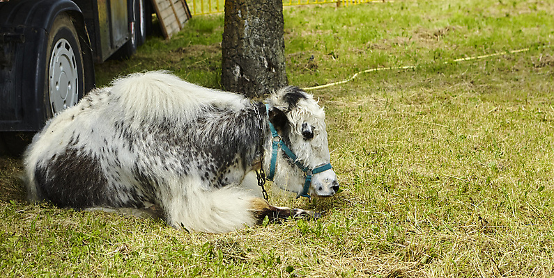 포토 JPG 해외이미지 동물 여자 여행 포유류 자연 산 털 사람없음 글로벌 농장 회색 숲 황소 통과 거짓말 해외202309 해외포토 컬러 농업 사람 소 생태계 파일형식