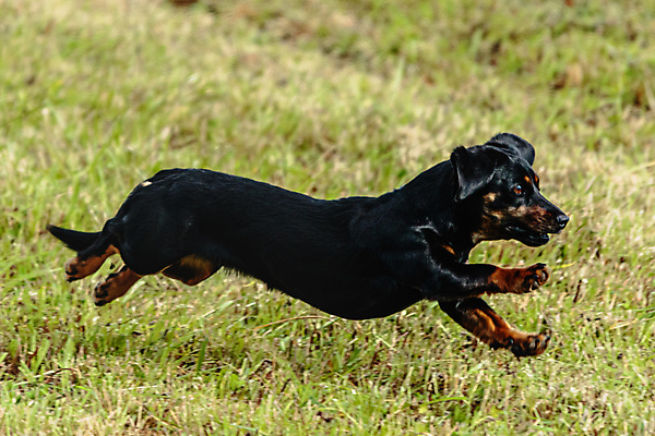 포토 JPG 해외이미지 동물 1 공원 감정 스포츠 밭 모션 놀이 건강 사람없음 야외 초록색 반려동물 달리기 뷰티 걷기 정원 점프 경쟁 에너지 게임 시골 레이싱 잡기 개 유혹 속도 사냥 송곳니 기르기 전력질주 챔피언 순혈 해외202309 해외포토 공공시설 컬러 컨셉 농업 포유류 시합 치아 돌봄 파일형식