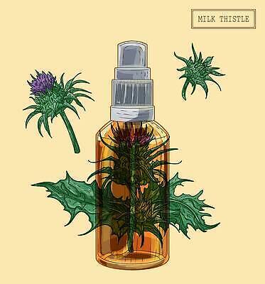 EPS 해외이미지 일러스트 사람없음 약초 오일 허브 분무기 엉겅퀴 오일병 해외202309 해외일러스트 식물 꽃 음식 화장품 풀_식물 파일형식 벡터