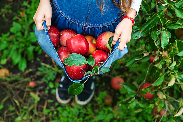 포토 JPG 해외이미지 주간 서양인 여자 어린이 잎 자연 한명 들기 야외 앞모습 아웃포커스 하반신 신선 사과 과수원 담기 사과농장 소녀한명만 해외202309 해외포토 자연요소 외국인 식물 1 뷰포인트 농업 과일 모션 촬영기법 사람 농장 생태계 여자한명만 소녀만 파일형식