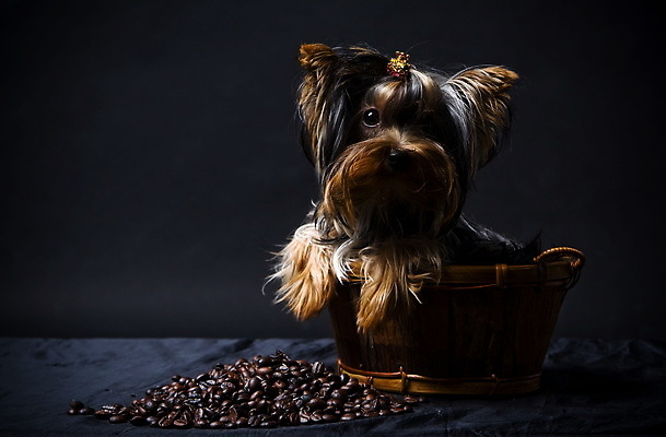 포토 JPG 해외이미지 동물 1 여자 커피 백그라운드 포유류 콩 털 사람없음 장식 빨간색 반려동물 뷰티 갈색 바구니 귀여움 검은색 미니어처 우아함 개 은색 정상 작음 요크셔테리어 테리어 즐거움 만족 활 매듭 쇼 몸단장 송곳니 단아함 미니 우수 해외202309 해외포토 감정 음료 컬러 컨셉 곡류 사람 모형 치아 크기 절기 파일형식