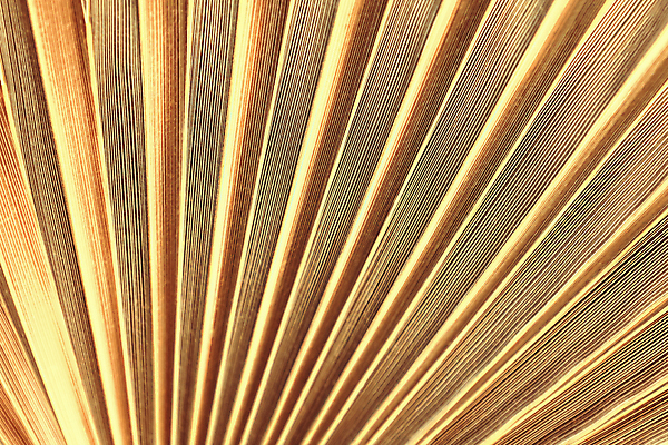 포토 JPG 해외이미지 나무 식물 디자인 여행 백그라운드 잎 크리스마스 꽃무늬 패턴 벽지 표면 추상 휴가 손바닥 선물 사람없음 장식 빛 반짝임 햇빛 반사 노란색 파티 금속 축제 수확 축하 화려 황금 고급 묘사 질감 코코넛 내추럴 이국적 해외202309 해외포토 손 기념일 꽃 컬러 컨셉 무늬 농업 과일 모션 재질 이벤트 태양 파일형식