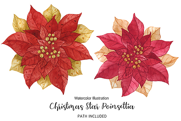 JPG 해외이미지 크리스마스 일러스트 사람없음 장식 빨간색 겨울꽃 포인세티아 해외202309 해외일러스트 기념일 꽃 컬러 겨울 파일형식